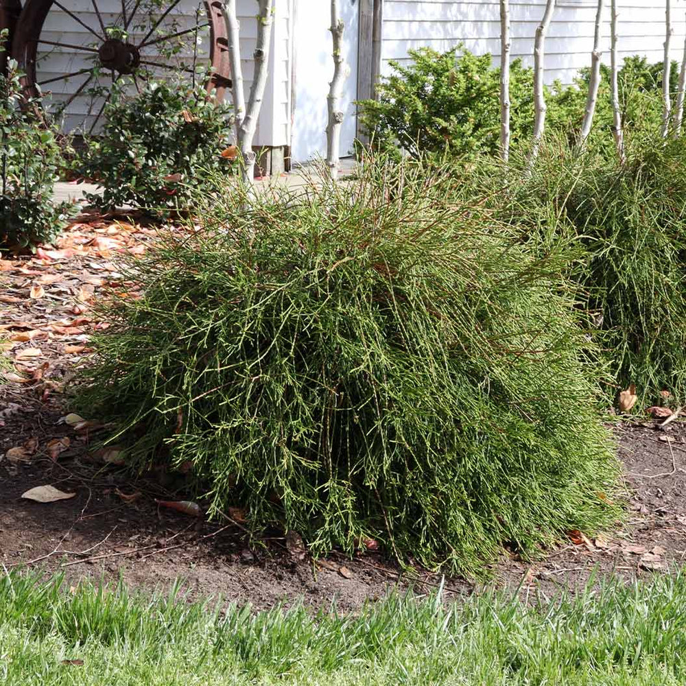 Proven Winners® Whip It Good® Arborvitae Shrub