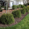 Proven Winners® Whip It Good® Arborvitae Shrub