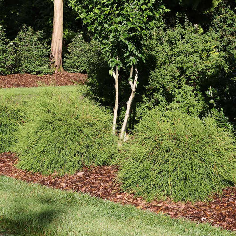 Proven Winners® Whip It Good® Arborvitae Shrub