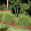 Proven Winners® Whip It Good® Arborvitae Shrub