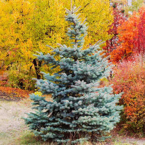 Whiskey Blue Hills White Spruce Tree