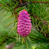 Whiskey Blue Hills White Spruce Tree