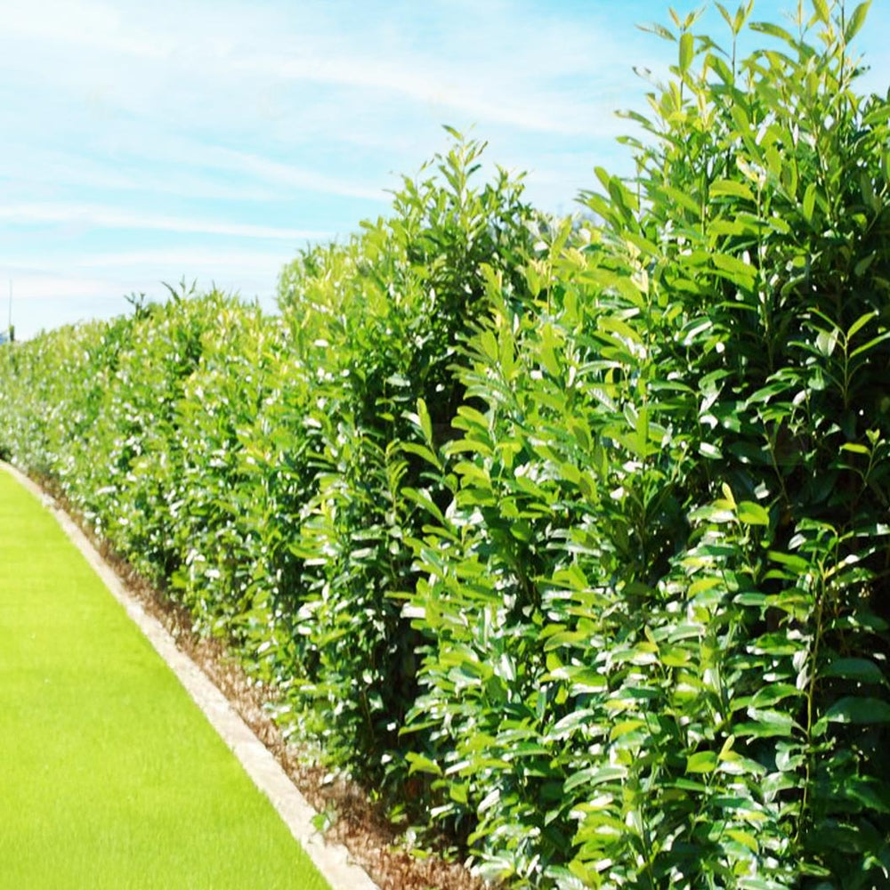 Winter Pillar Cherry Laurel Shrub