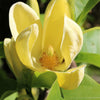 Yellow Bird Magnolia Tree