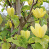 Yellow Bird Magnolia Tree