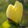 Yellow Bird Magnolia Tree