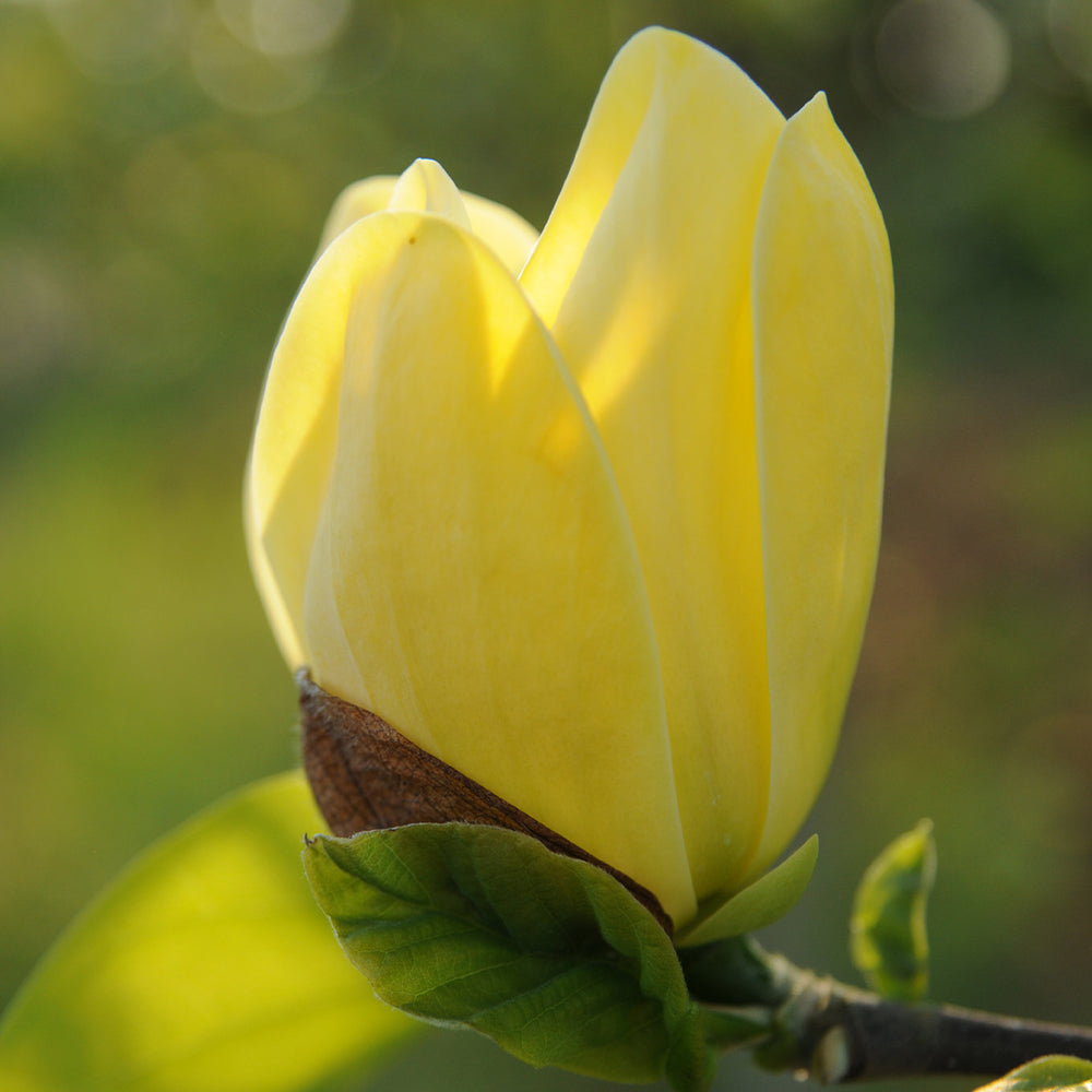 Yellow Bird Magnolia Tree