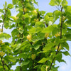 Yellow Bird Magnolia Tree