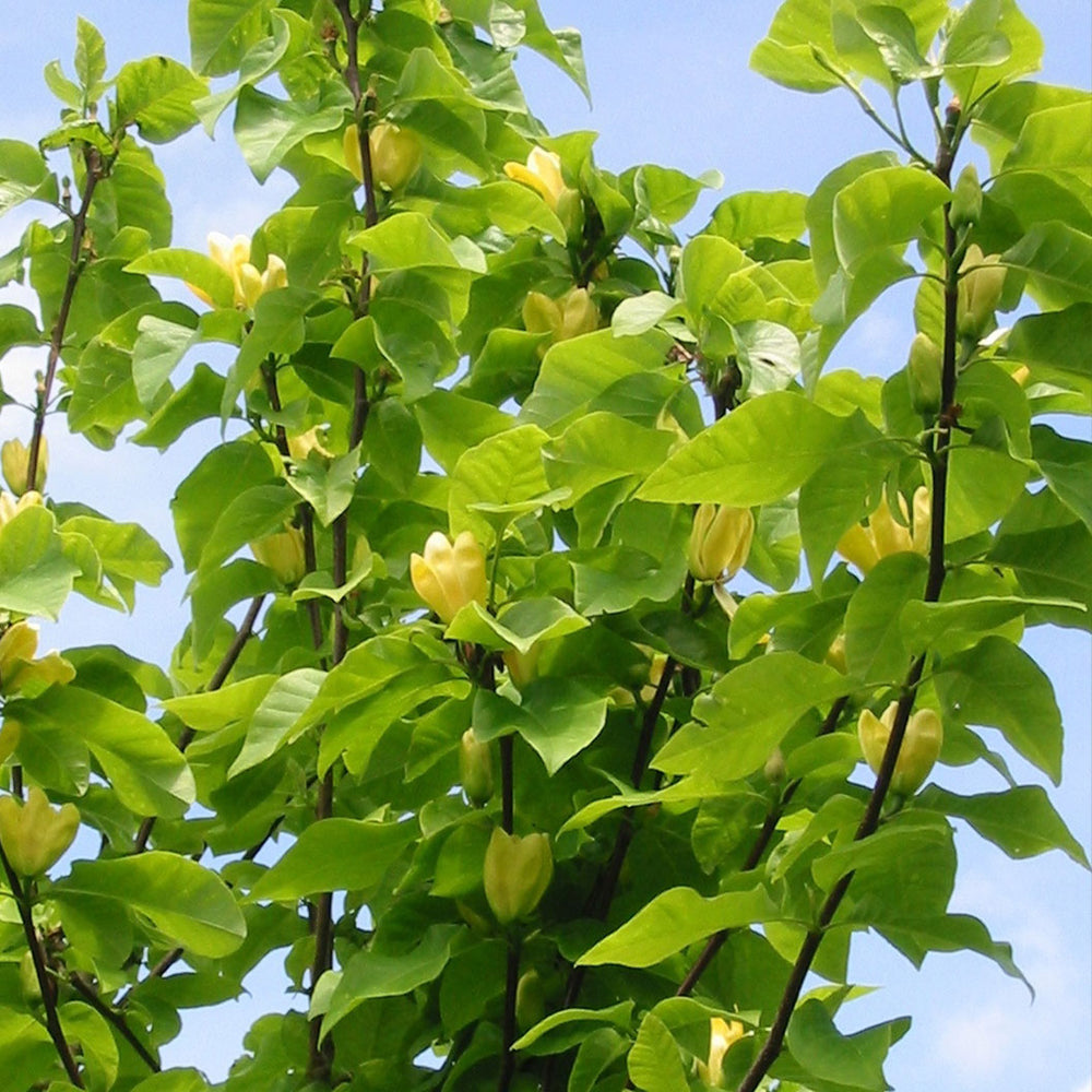 Yellow Bird Magnolia Tree