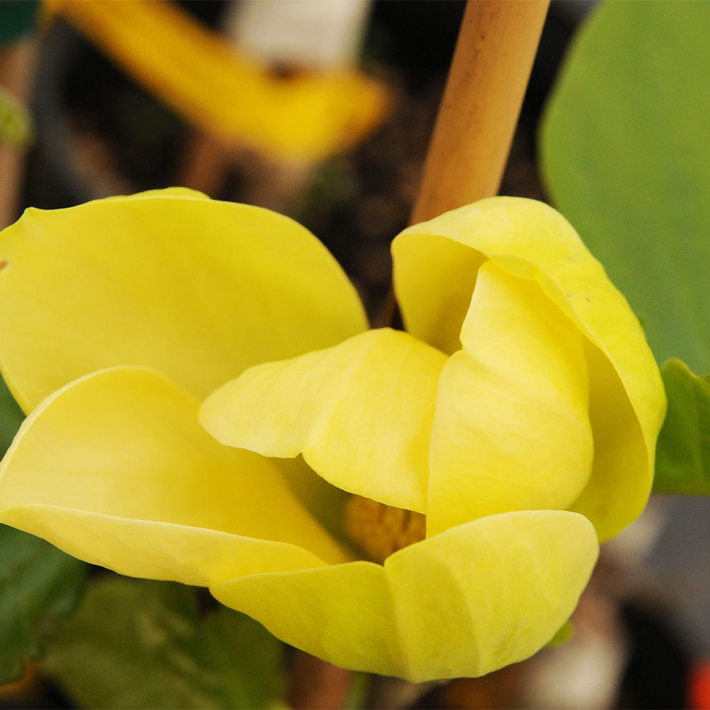 Yellow Bird Magnolia Tree