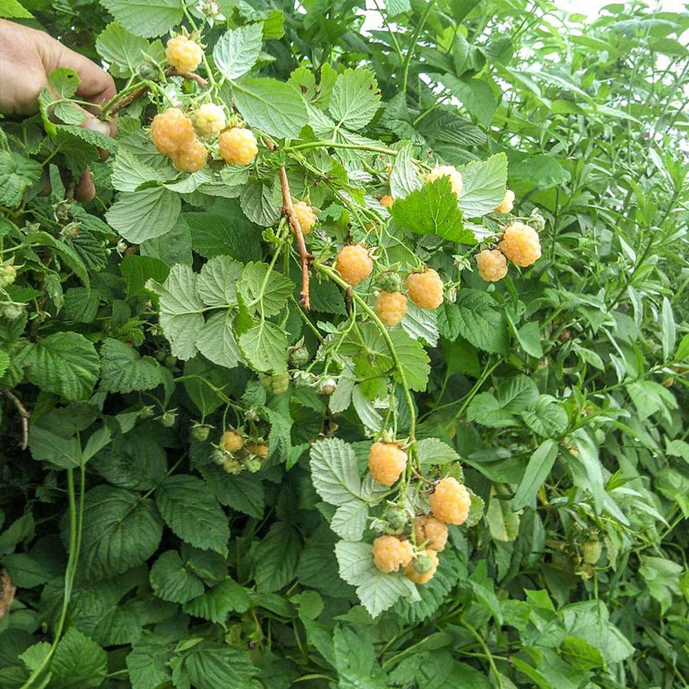 Golden Raspberry Bush