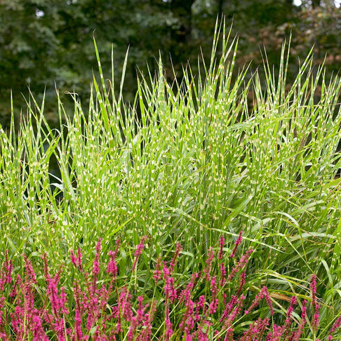 Zebra Grass Plant