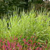 Zebra Grass Plant