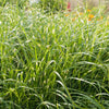 Zebra Grass Plant