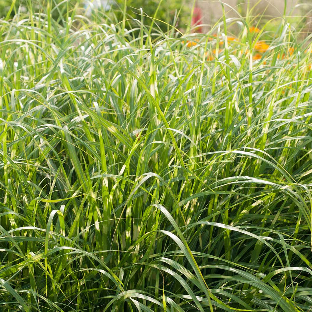 Zebra Grass Plant