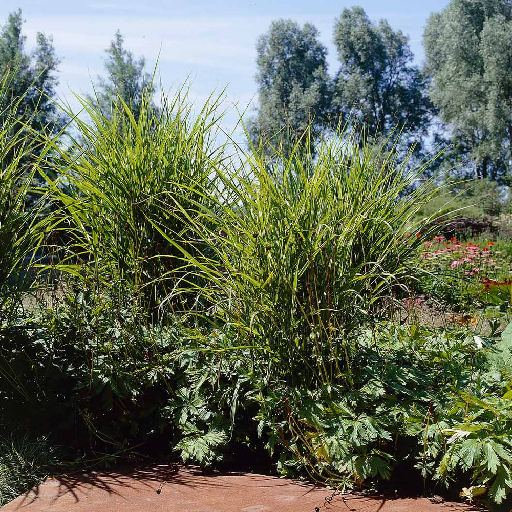 Zebra Grass Plant