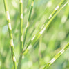 Zebra Grass Plant