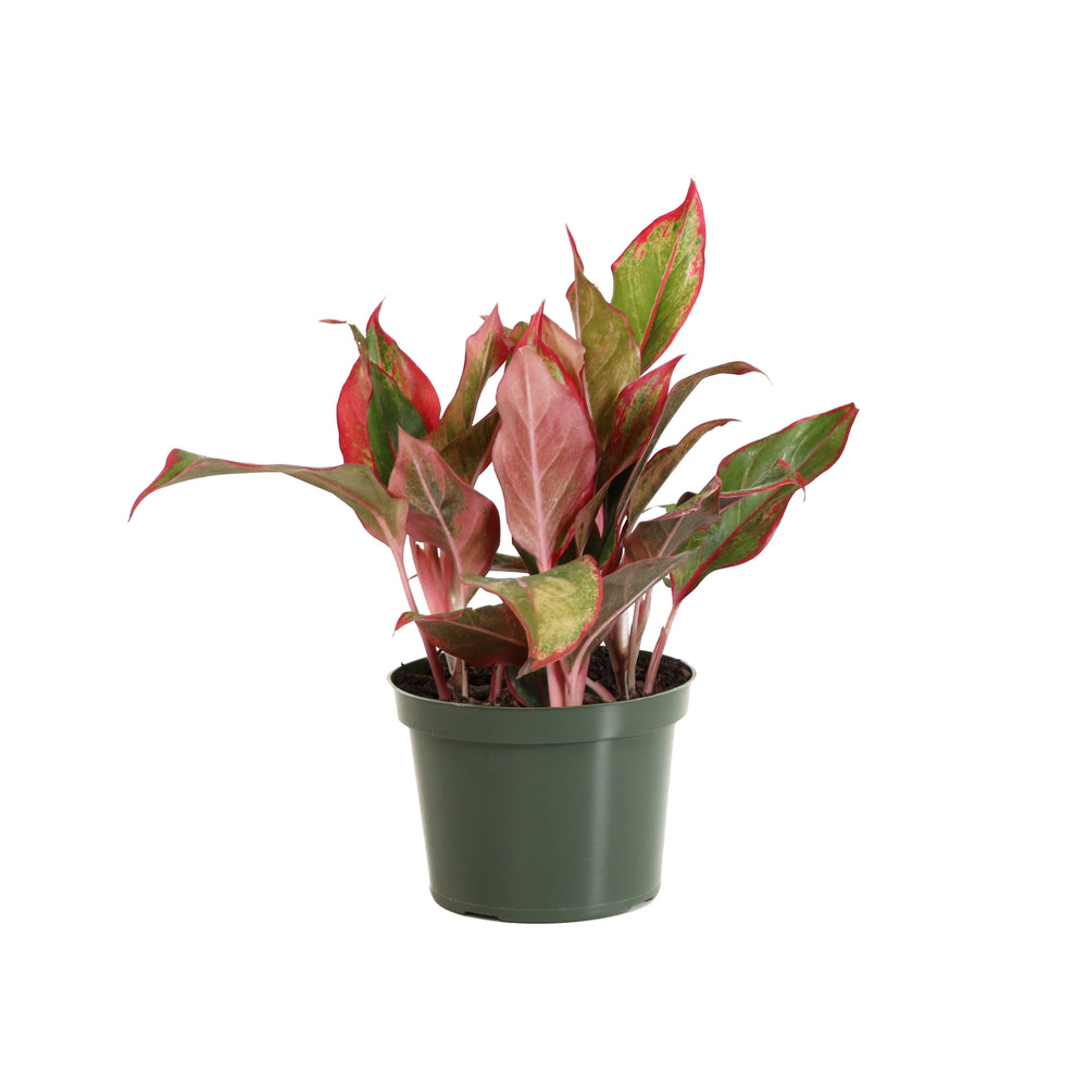 Red Chinese Evergreen Plant