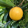 Abiu Tree