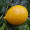 Abiu Tree