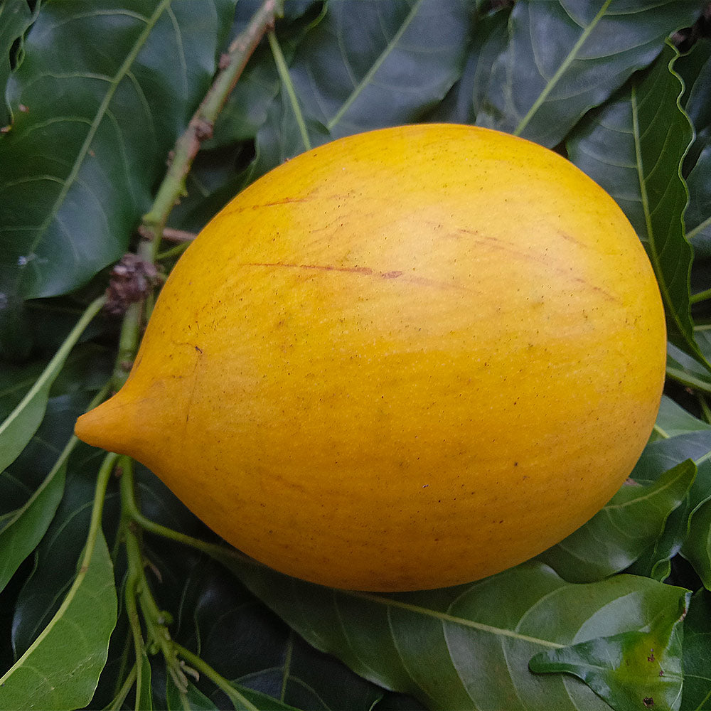 Abiu Tree
