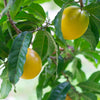 Abiu Tree