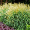 Adagio Maiden Grass