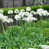 White Agapanthus
