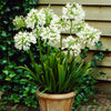 White Agapanthus