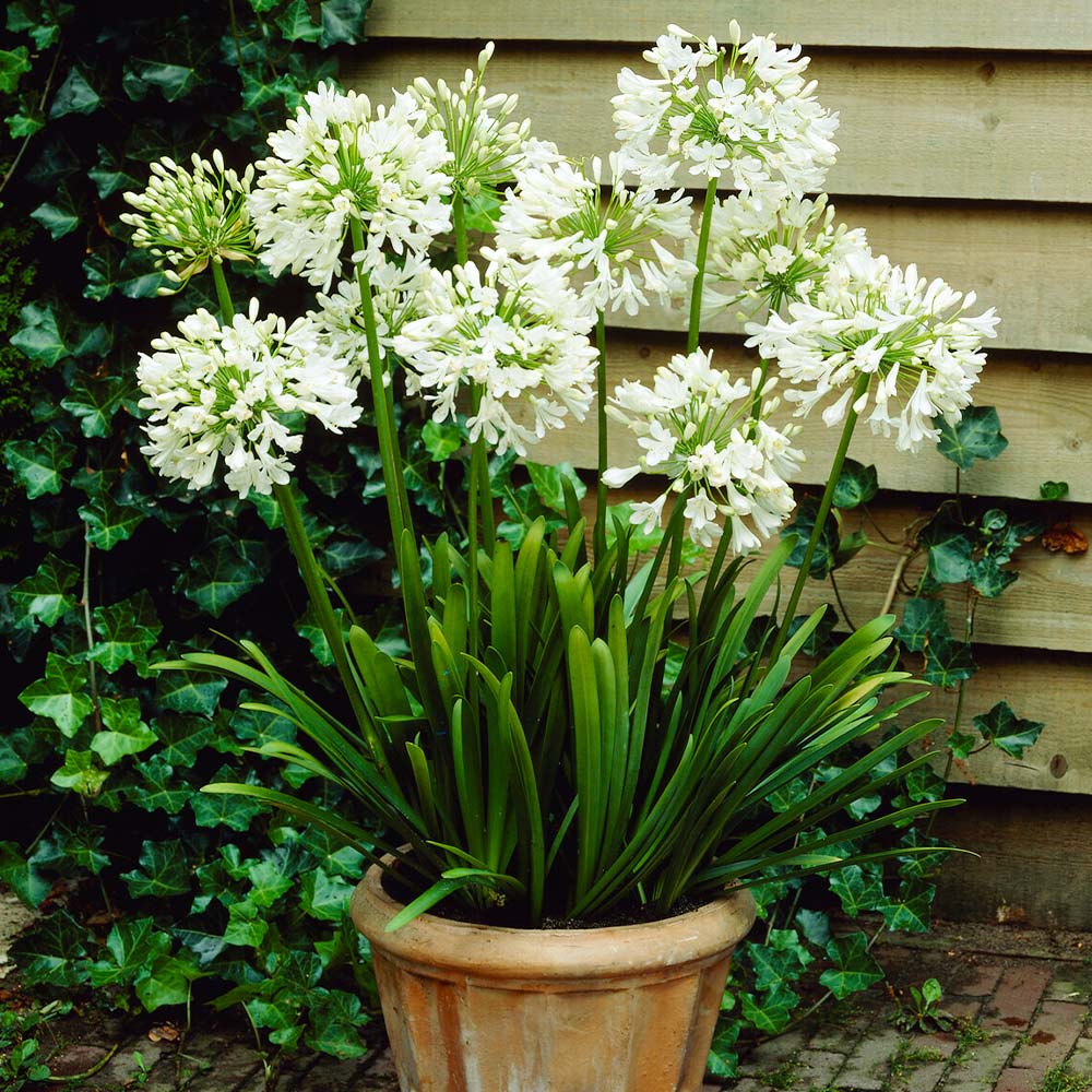 White Agapanthus