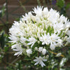 White Agapanthus