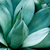 Century Plant