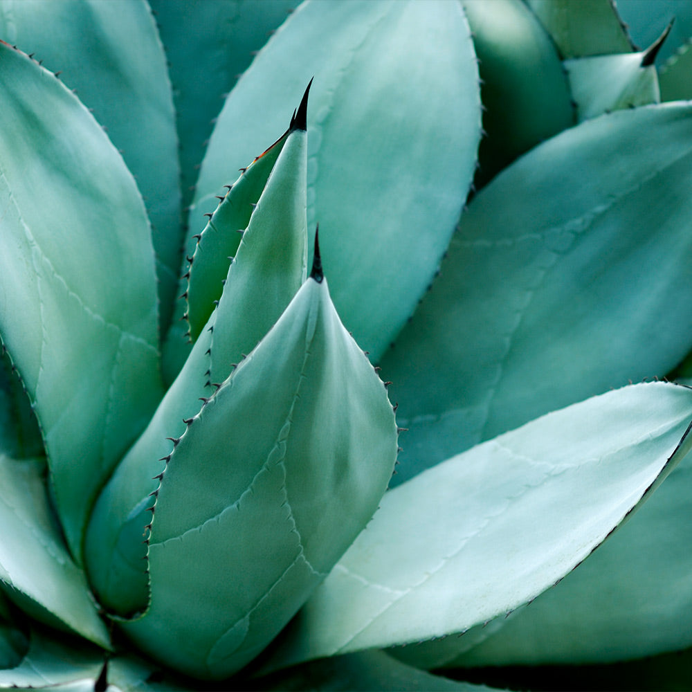 Century Plant
