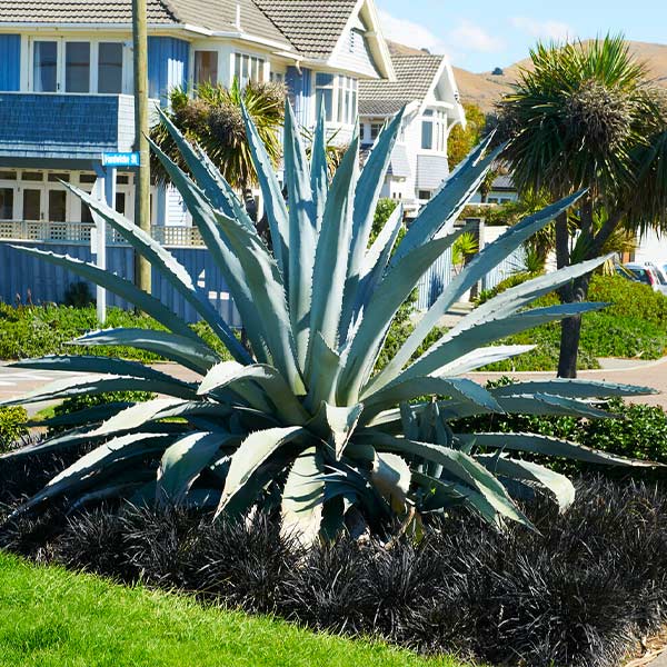 Century Plant