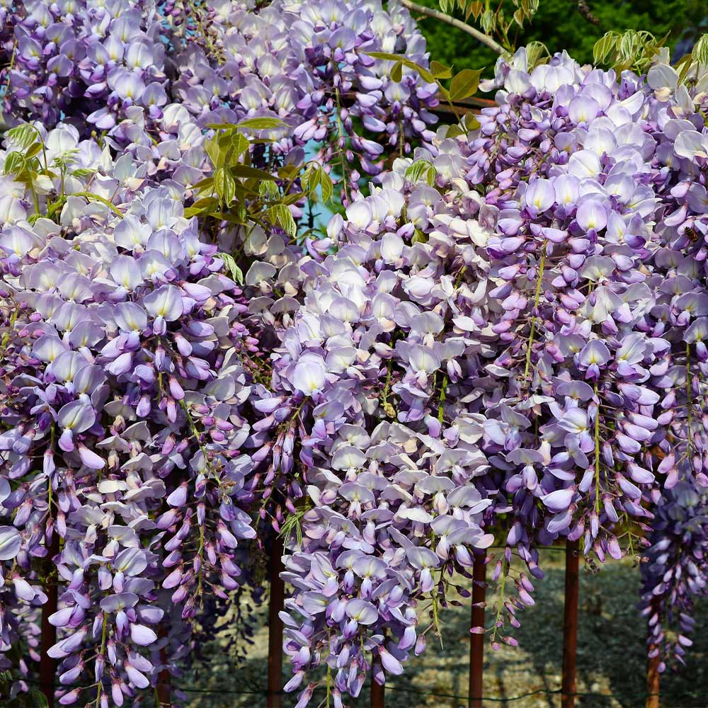 Amethyst Falls Wisteria Vine