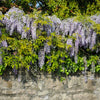 Amethyst Falls Wisteria Vine