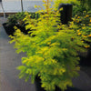 Amber Glow™ Redwood Tree