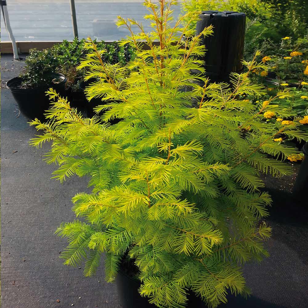 Amber Glow™ Redwood Tree