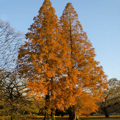 Amber Glow™ Redwood Tree