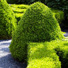 American Boxwood Shrub