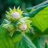 American Hazelnut Filbert Tree
