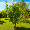 American Hazelnut Filbert Tree