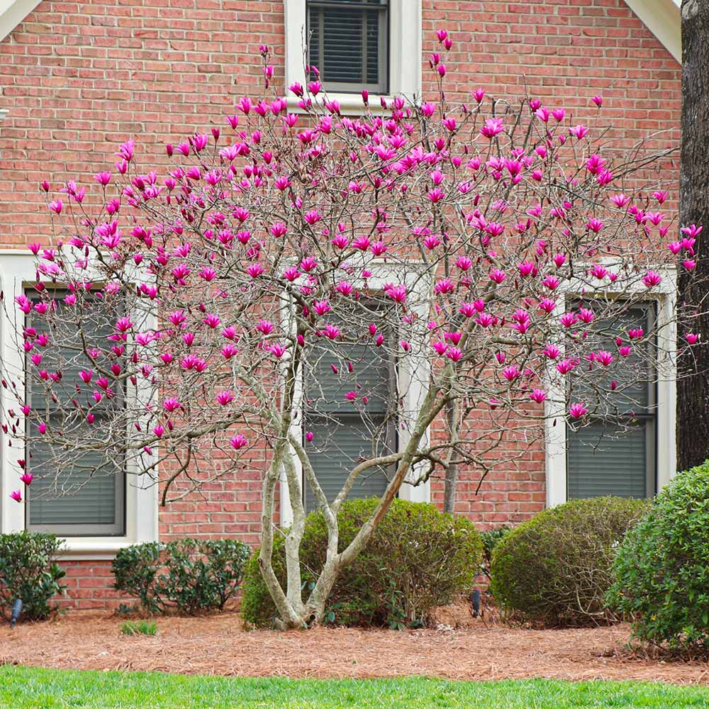 Ann Magnolia Tree