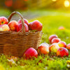 Anna Apple Tree