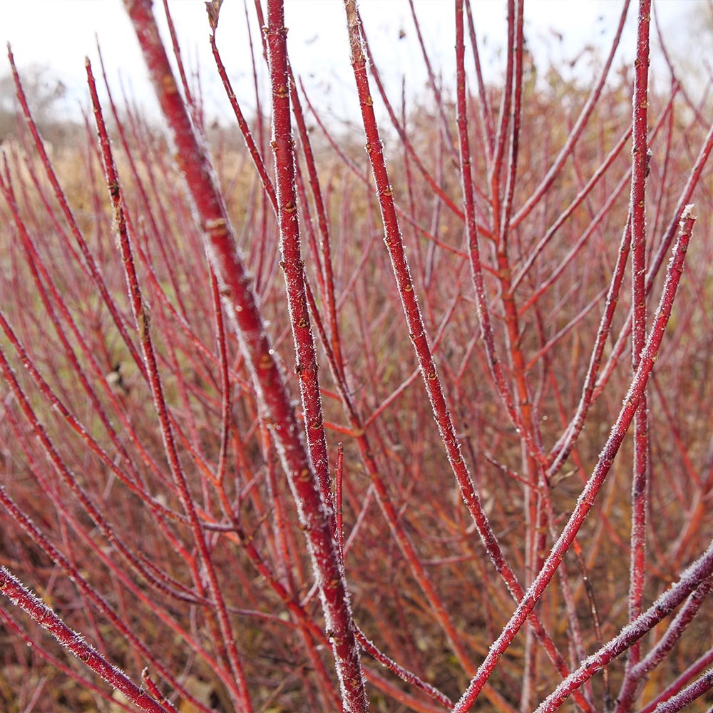 Proven Winners® Arctic Fire® Red Twig Dogwood Shrub