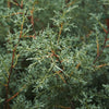 Carolina Sapphire Cypress Tree