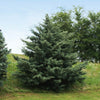 Carolina Sapphire Cypress Tree