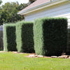 Carolina Sapphire Cypress Tree