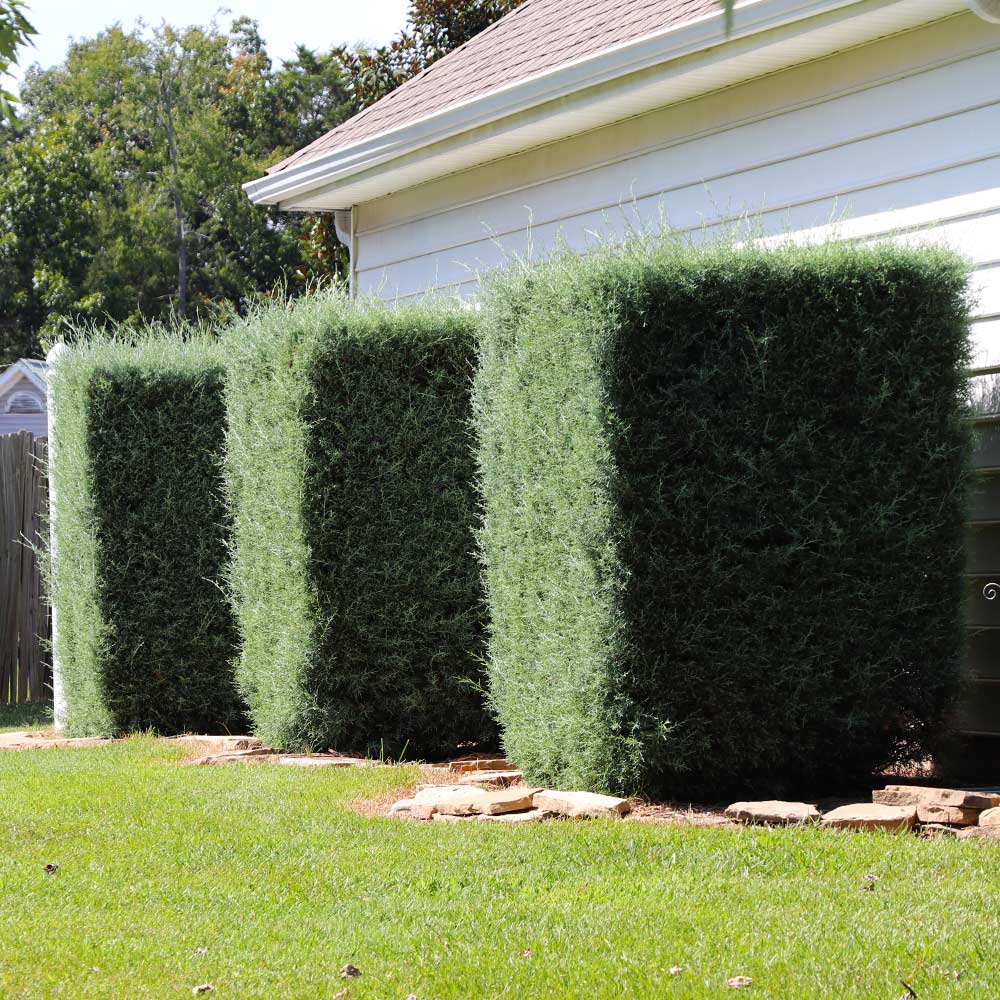 Carolina Sapphire Cypress Tree