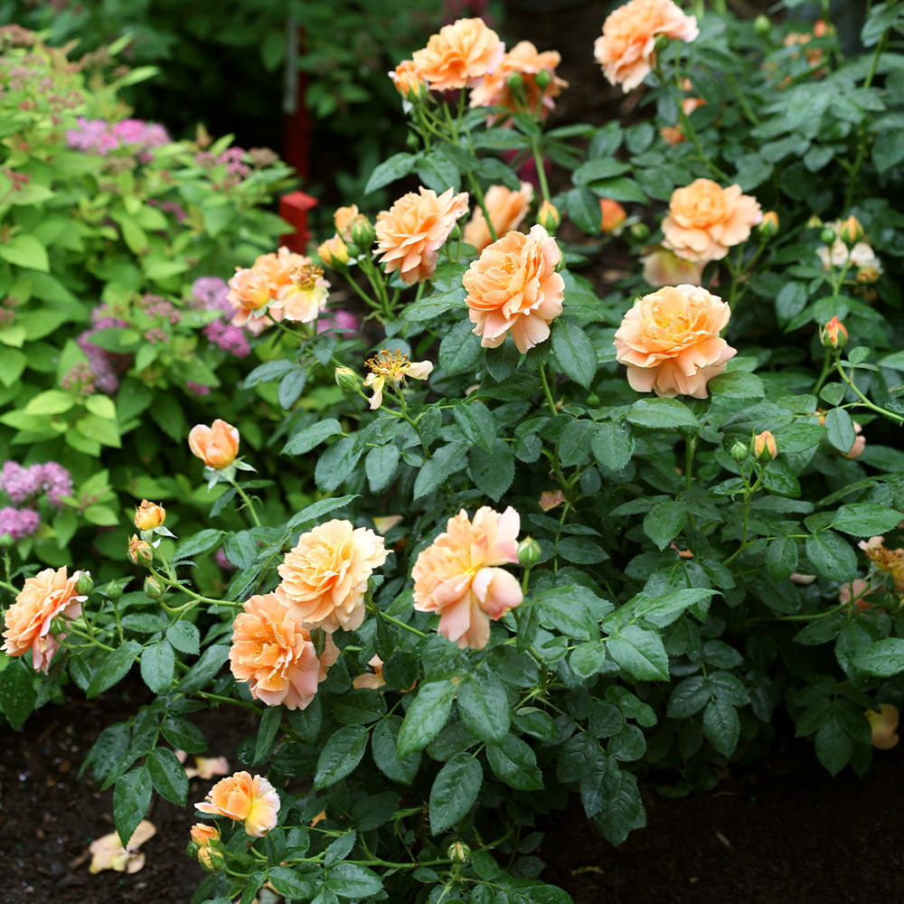 Proven Winners® At Last® Rose Shrub